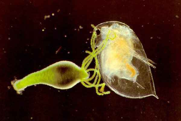 Магазин наркоты